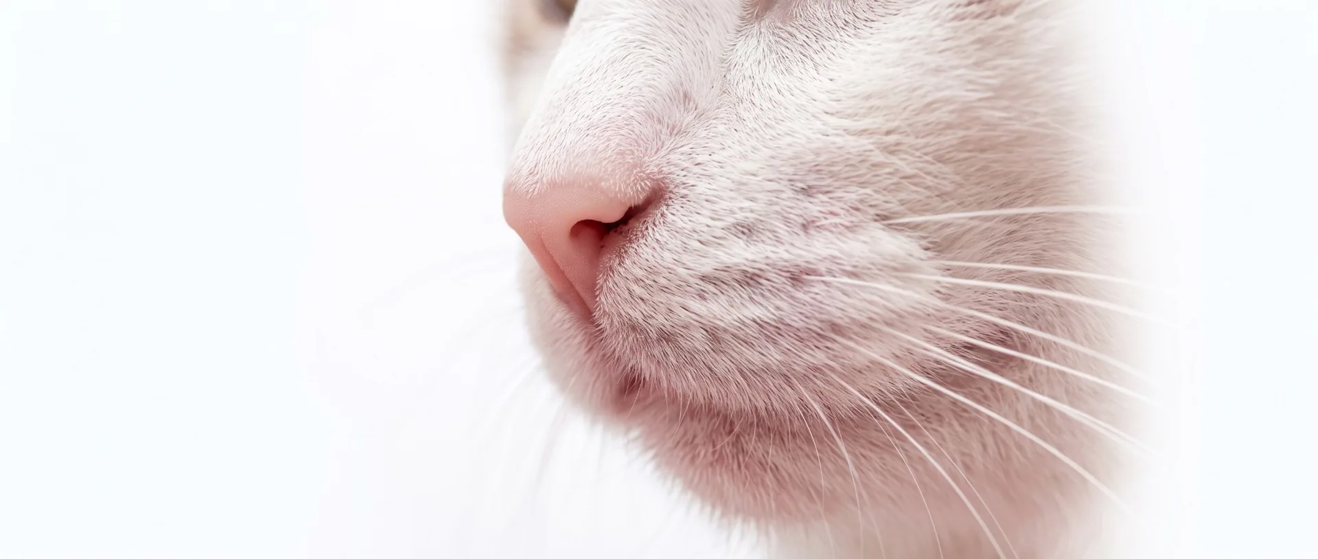 Nahaufnahme einer Katzennase (KI-generiertes Bild)
