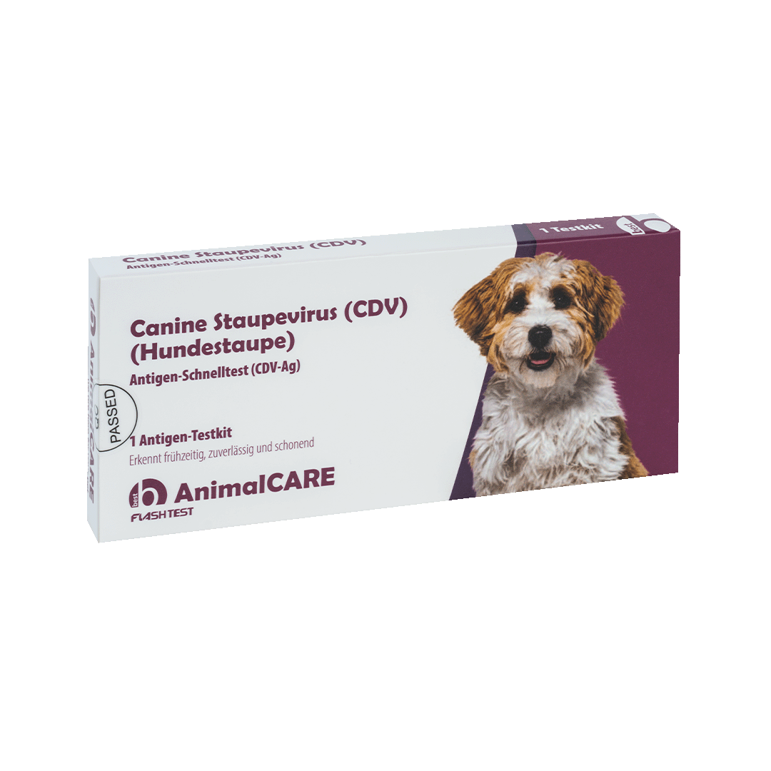 Canine Staupevirus (CDV) Antigen Schnelltest – Bild 3